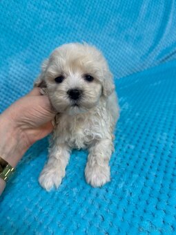 Maltipoo - 11