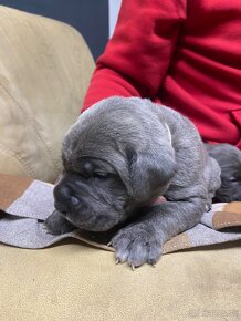 Cane Corso - 11