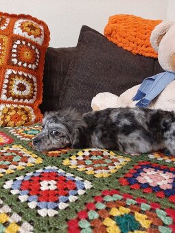 Shih-poo harlekyn - 11