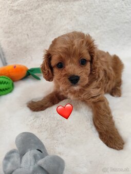 Cavapoo - 11