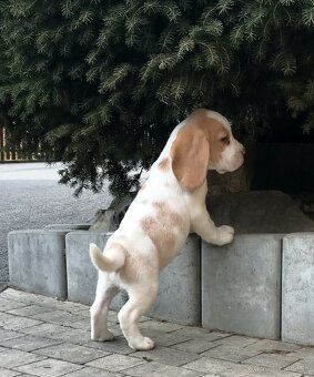 Bígel Bigl Beagle s PP FCI (bicolor, tricolor) - 11