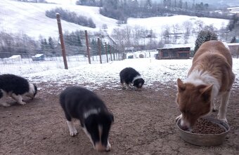 Border kólia šteniatka - posledné z vrhu - 11