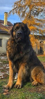 Leonberger s PP - 11