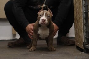 American Bully - 11