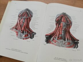 F.Kiss, J.Szentágothai - Atlas anatómie človeka 3 časti - 11