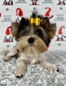 Yorkshirsky terier - Biewer - Yorkshire terrier - Jorkšír - 11