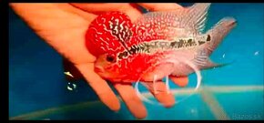 Flowerhorn - 11