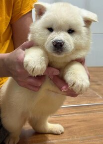 Akita inu - 11