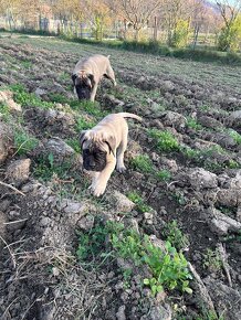 Šteniatka Bullmastiff, Bulmastif (2 sučky) - 11