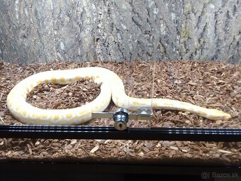 PREDÁM PYTHON MOLURUS BIVITTATUS ALBINO CARAMEL - 11