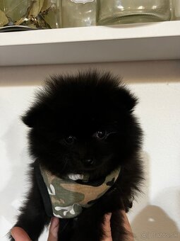 Pomeranian mini do 2,5 kg - 11