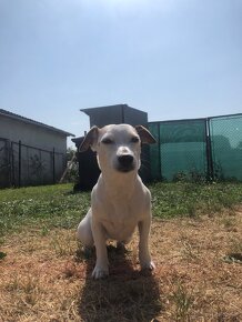 Predám šteniatka Jack russel terier - 11