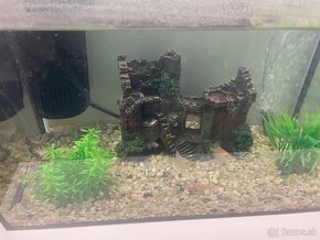 Ryby a akvarium - 11