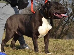 J&K bullys "ponúkame na predaj American bully XL - 11