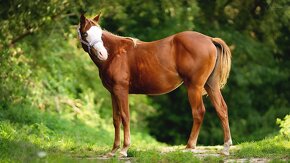 Dvouletá splash Quarter Horse klisna, nominována na Futurity - 11