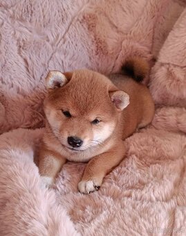 Shiba inu - 11