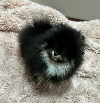 Pomeranian mini - 11