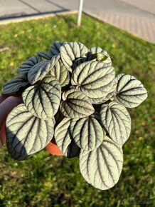 Peperomia Mystique - 11