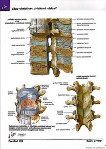 PDF - Netterov anatomický atlas človeka 6. vydanie SK - 11