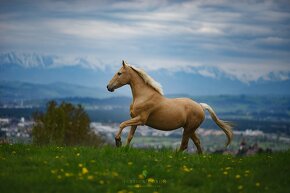 Športová kobyla, zdravá, palomino, priamo od chovateľa - 11