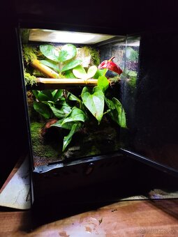 Terarium Exo terra - 11