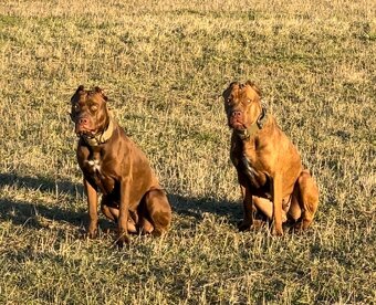 Výnimočné šteniatka americký bandog s PP k rezervacii - 11