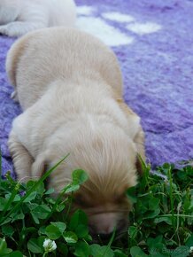 Zlatý Retriever / Golden Retriever s PP - 11