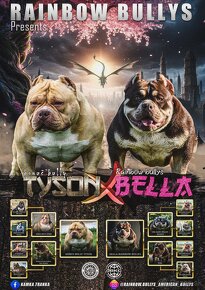 American Bully Pocket - 11