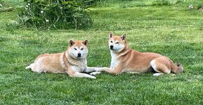 Shiba  inu s PP - 11