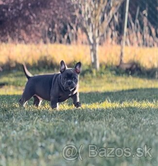 American Bully micro - 11