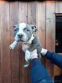 J&K bullys "ponúkame na predaj American bully pocket - 11