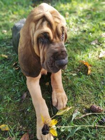 Bloodhound (Chien de Saint-Hubert) - 11