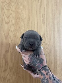 American bully xl - 11