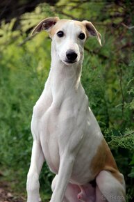 Vipet / Whippet - 11