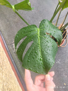 Monstera deliciosa1 - 11