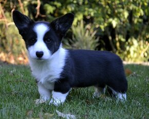 Welsh Corgi Cardigan FCI- krásná dívka - 11