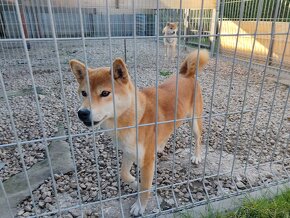 Shiba inu fenka s PP - 11