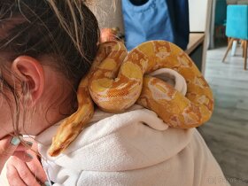 Had Boa constrictor, Veľhad kráľovský samec Sharp albino - 11