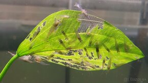 Krevetky Caridina Multidentata (Amano, Japonica) - 11