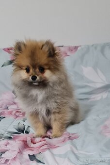 Pomeranian - 11