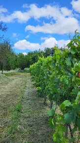 Na predaj záhrada s vinicou Štúrovo Hegyfarok - 11