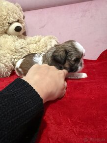 Shih-tzu s PP, Shih tzu, Shi tzu, si cu - 11