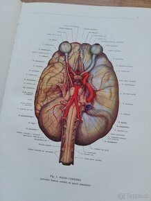 Atlas anatómie človeka 3 časti - 11