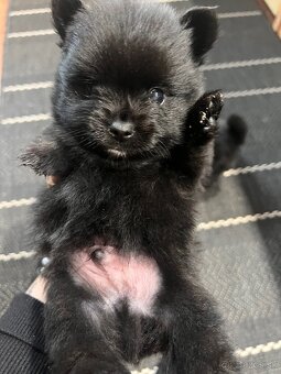 Mini pomeranian do 2,5 kg - 11