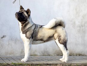 AMERICKÁ AKITA_šteniatka s PP - 11