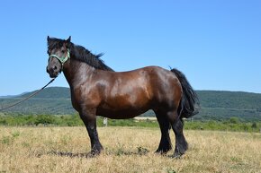 Kobyla na predaj - Švédsky Ardén - 11