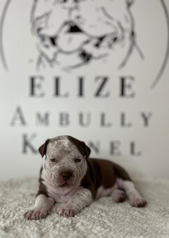 American Bully XL - 11