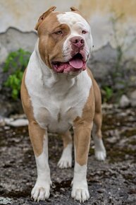 American bully xl ke krytí - 11