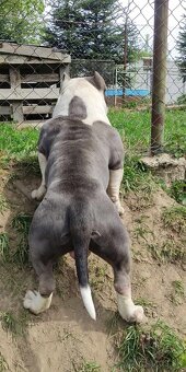 American bully - 11