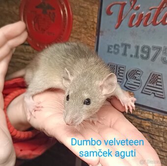 ❤ Dumbo, velveteen, rex potkaníky - 11